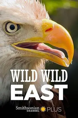 《狂野东部》：一部让你肾上腺素飙升的犯罪史诗，揭秘东欧黑帮的残酷法则！